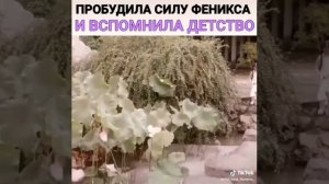 ПРОБУДИЛА СИЛУ ФЕНИКСА