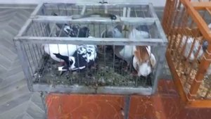 ЯРМАРКА ГОЛУБЕЙ в Молдове село Паланка!23.10.2022