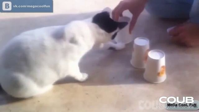 видео приколы