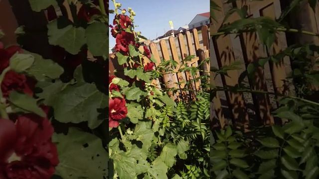 красивая красная мальва смотреть онлайн