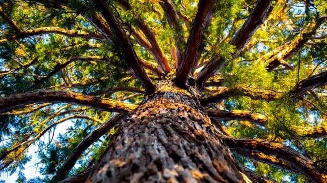 菩提樹 (Bodhi Tree) смотреть онлайн
