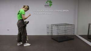 Как приучить щенка к клетке