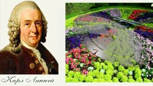 Цветочный часы