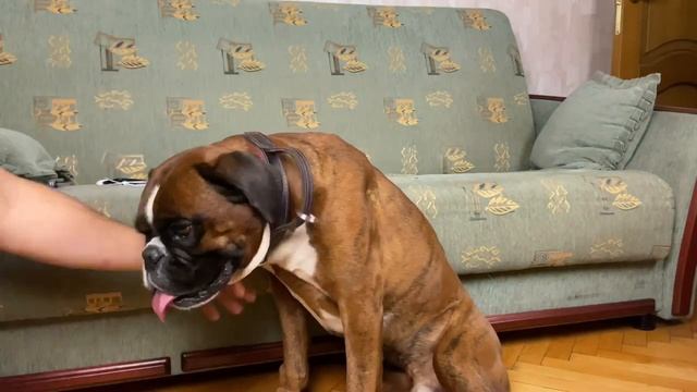 Когда хочется гулять а сказать не можешь Немецкий боксер Тайсон смотреть онлайн