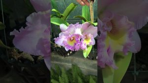 Cattleya RLc. Mahina Yahiro(Ulli)
