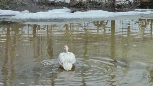 Пруд для уток на участке. смотреть онлайн
