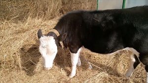 Катьке 4 месяца ЧЕМ кормим? НЕТЕЛЬ стельность 8 месяцев скоро ОТЁЛ/ КОРОВА зажимает МОЛОКО//