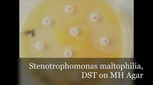 Microbiology Atlas, from clinical isolates