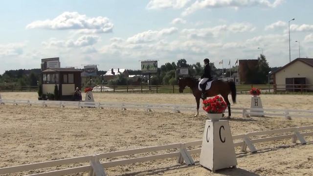 Новый Век, Согдиана, предварительная езда для 5-летних лошадей. смотреть онлайн