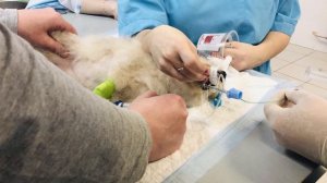 ХРОНИЧЕСКИЙ КАШЕЛЬ У СОБАКИ  И ДРУГИЕ ПРОЯВЛЕНИЯ ПАРАЗИТОВ