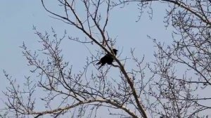 Ворон - птица певчая