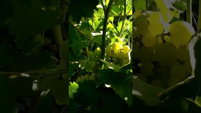 Обзор ультрараннего сорта винограда - Супер Экстра!!!