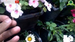 watch Our Nursery at Benglore(India) By Gardengraduate