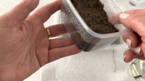 Посев семян Глоксиний в феврале