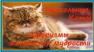 Прикольные коты. Афоризмы житейской мудрости