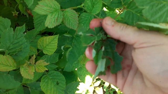 Ежевика после града смотреть онлайн