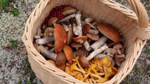 Грибная разведка 24 августа 2023. Приозерский район