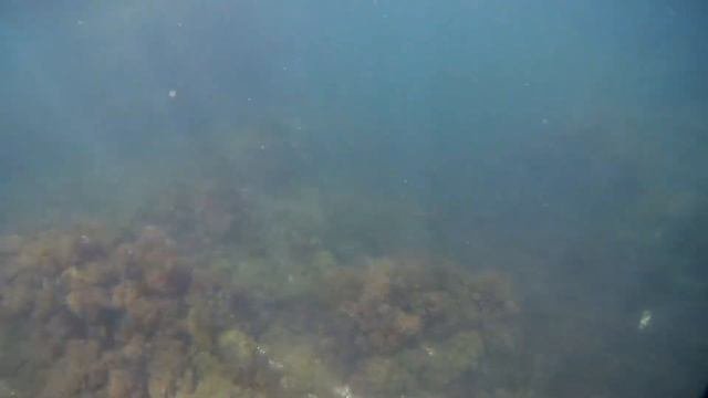 Болгария#солнечный берег#море#рыба