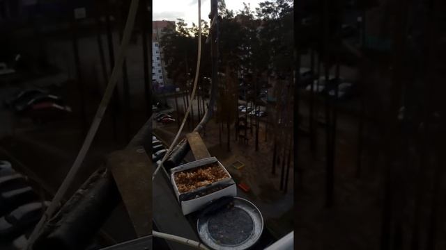 Скрытая камера чтобы вам показать птичек синичек!Вот так я ухаживаю за природой(за птичками) смотреть онлайн