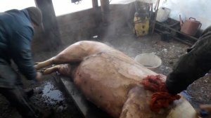 Убой свиньи 220 кг мясом,