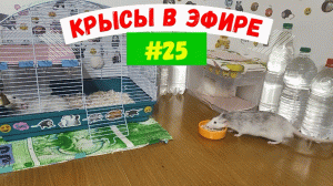 КРЫСЫ В ЭФИРЕ #25