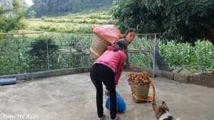 Harvesting Fragrant Squash Garden, Litchi Fruit, Melon Fruit Goes to the market sell Triệu Thị Xuân
