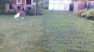 Всходы газона через две недели. (газон спорт)