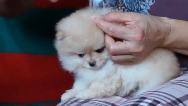 питомник шпицев как причесать щенка