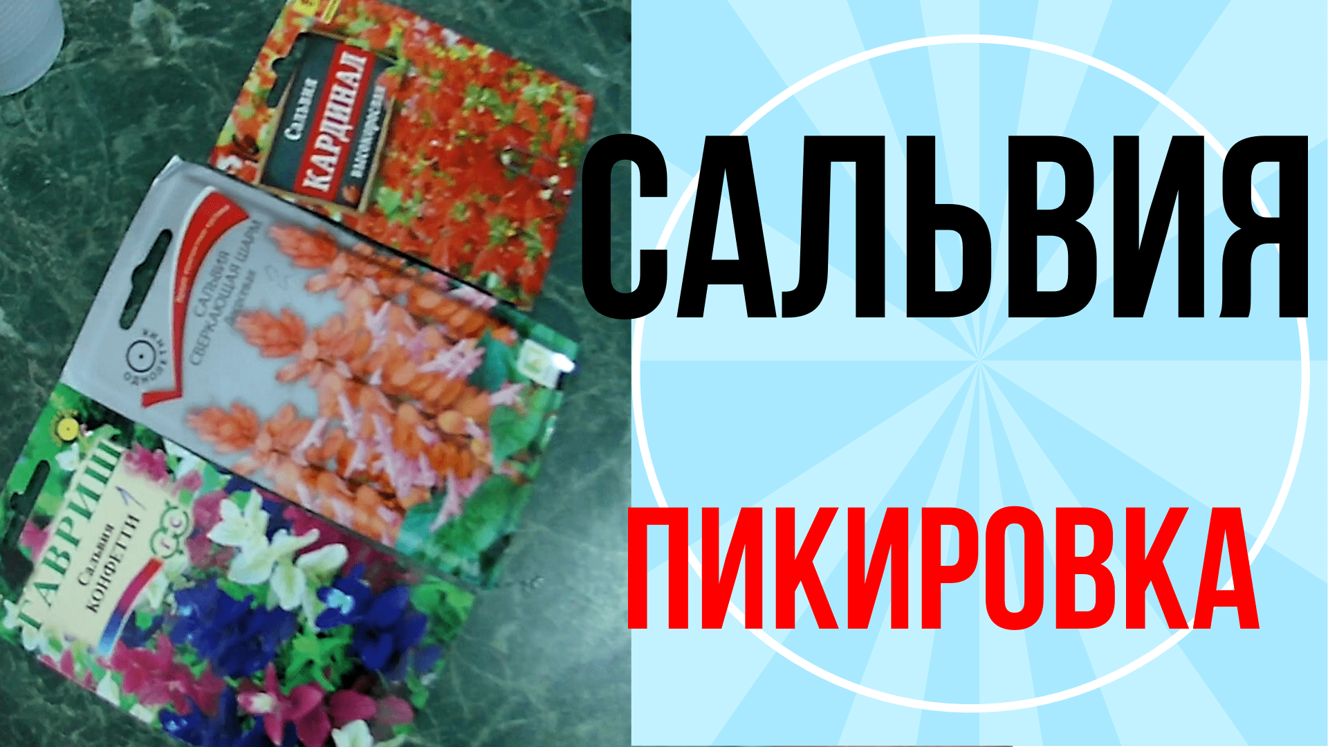 Сальвия пикировка рассады из семян.  Сальвия посев 2021. Правильная пикировка ростков сальвии.mp4