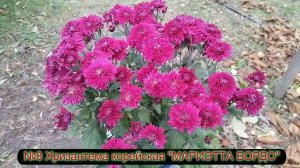 №8 Хризантема корейская МАРИЭТТА БОРДО 20 10 23 г