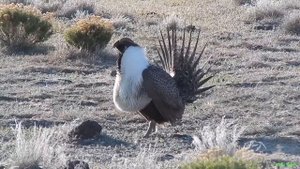 Шалфейный тетерев - Sage Grouse