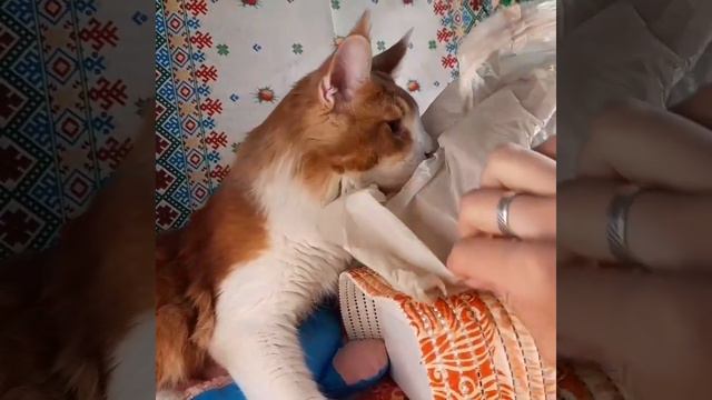 Лесные Растения 🌱часть 1 смотреть онлайн