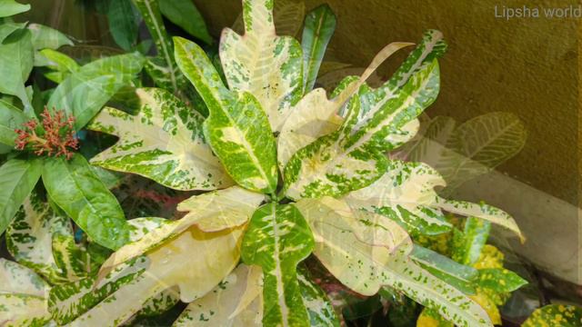30+ most beautiful Croton varieties+identification | Croton plants varieties | Codiaeum variegatum