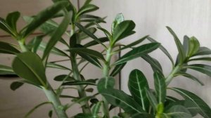 АДЕНИУМ Прививка на пять веток #адениум #bonsai #adenium