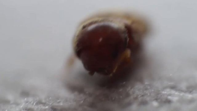 Реверсивное кольцо + SONY SEL18-55 SAMII смотреть онлайн