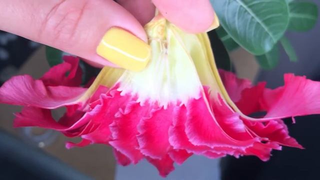 Адениум . Ручное опыление Адениума смотреть онлайн