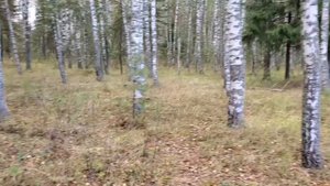 Тестируем большую катушку! Minelab 15x12" DD Smart Coil