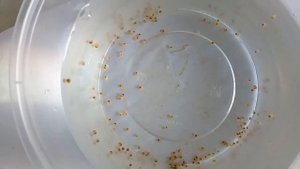 Первое потомство ампулярий