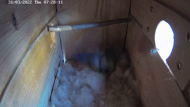 2022.03.31 07:30 Синички / Titmice смотреть онлайн