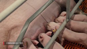 Ясные Зори 2023