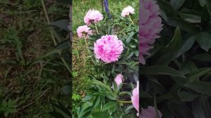 Peony Sarah Bernard in my garden. Пион Сара Бернар в моем саду.