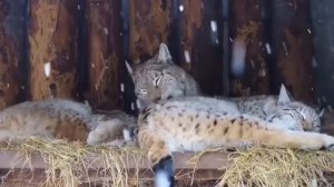 Рыси в Московском зоопарке Moskova Hayvanat Bahcesinde Vaşaklar