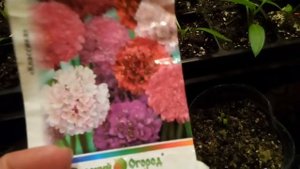 Стоит ли сеять просроченные семена цветов и овощей?