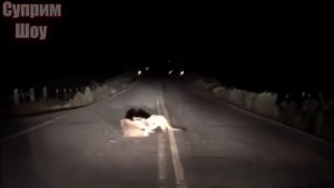 ПУМА В ДЕЛЕ! Горный лев против Рыси, Гуанако, Орла, Ленивца, Оленя и Капибары