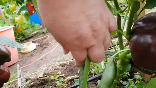 Перец Ингрит 21.08.22 смотреть онлайн