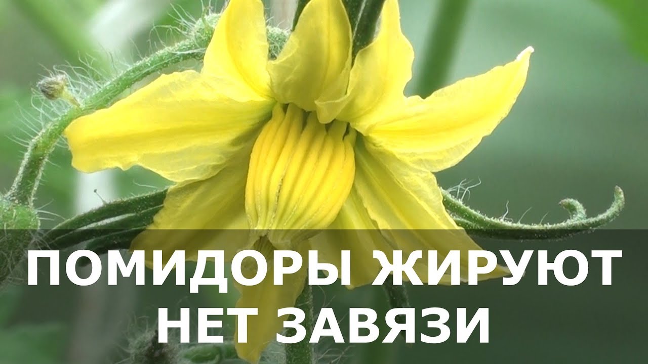 Помидоры Жируют, нет Завязи. 5 Способов СПАСТИ Томаты / томаты жируют что делать?