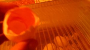 Проблемы инкубации(осмотр скорлупы ,после рождения цыплят)