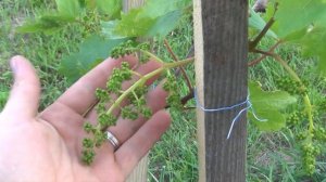 КАК выращивать ВИНОГРАД Пошаговая Инструкция