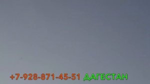 Бакинские широкохвотые голуби Сефера в Дагестане! +7 961 468 46 66