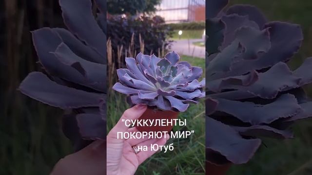 Суккуленты виды. Эхеверия Шавиана